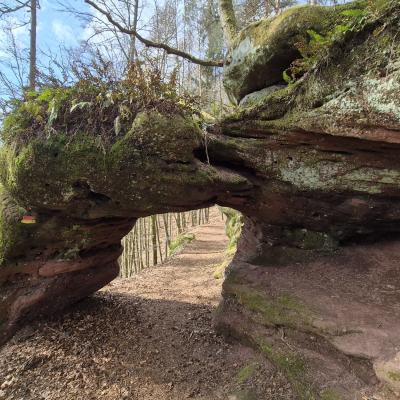 Felsenwald